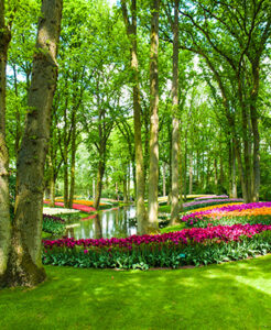 Outdoor & Garden